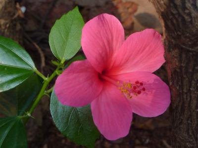 Casa Lenas Garden Flower 388